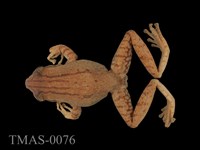 藏品(布氏樹蛙)的圖片